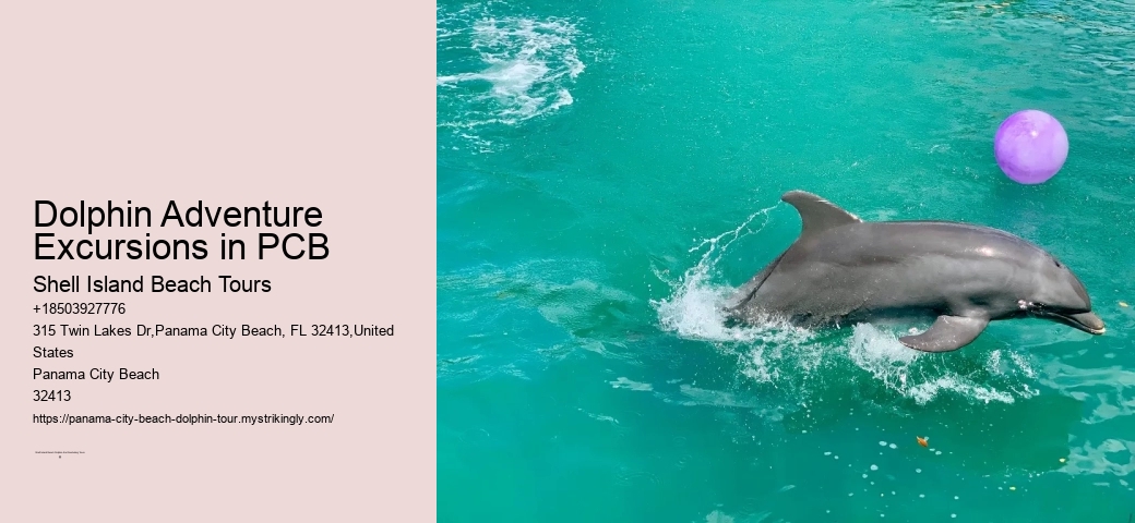 Panama City Beach Dolphin Swim