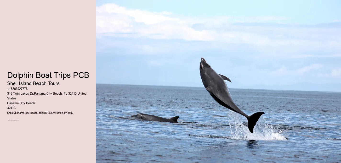 Dolphin Boat Trips PCB
