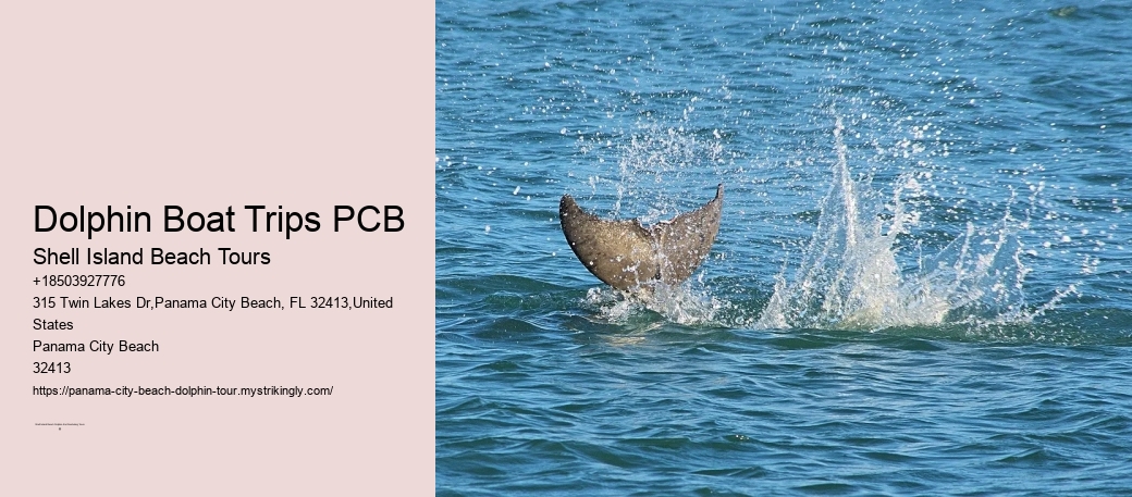 Dolphin exploration experiences in Panama City Beach