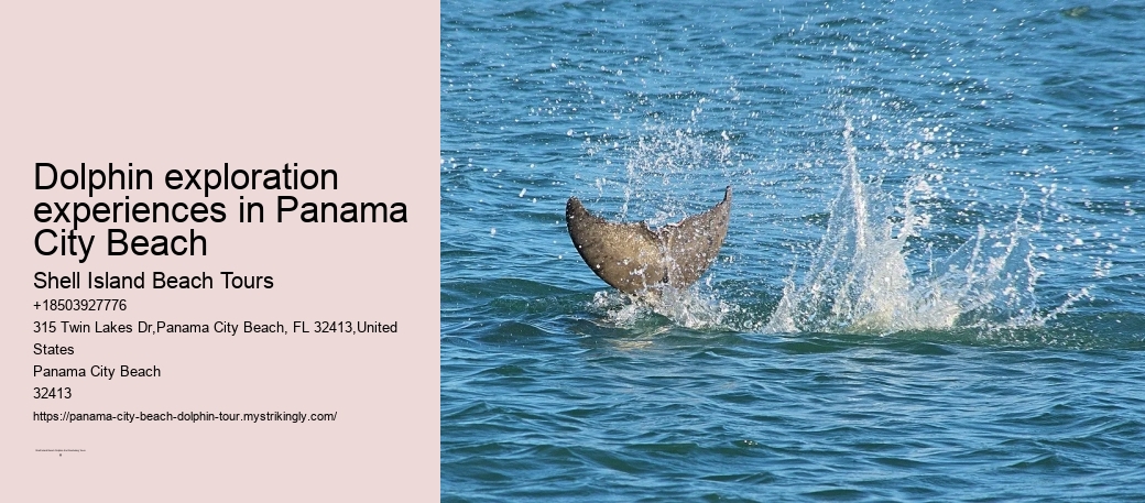 Dolphin exploration experiences in Panama City Beach