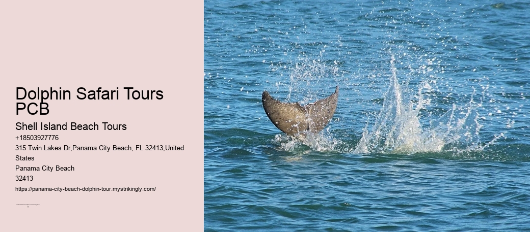PCB Dolphin Sightseeing Tours