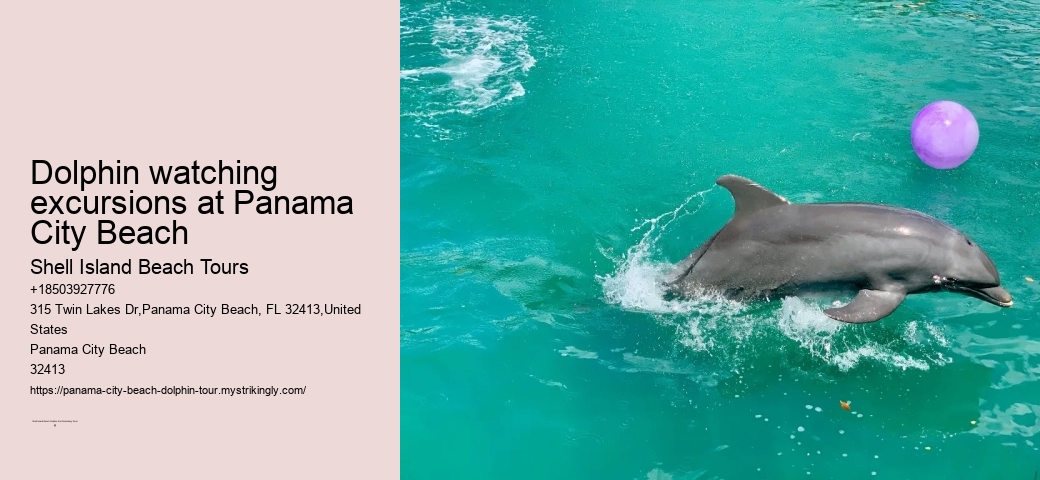 Dolphin encounters at Panama City Beach