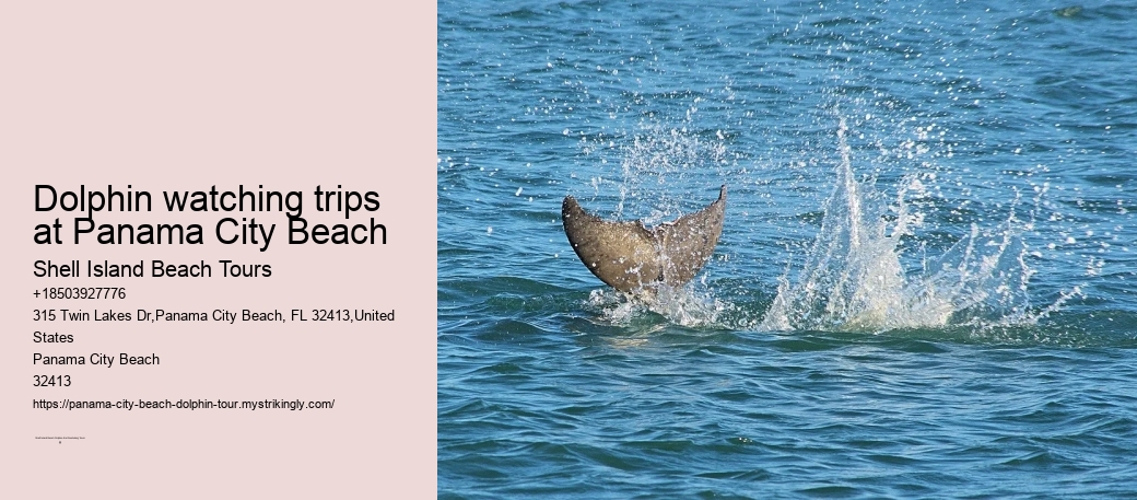 Dolphin watching trips at Panama City Beach