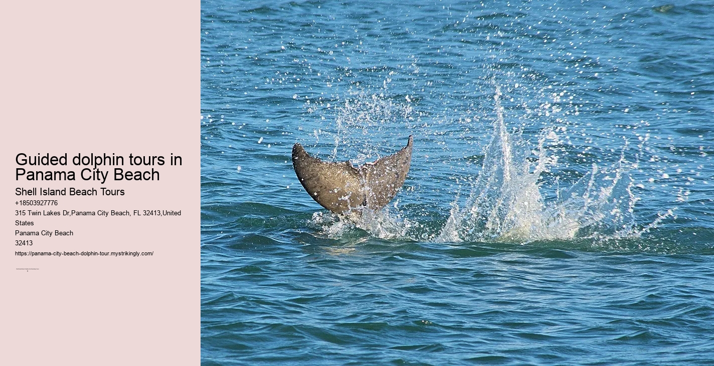 Dolphin Boat Cruises in Panama City Beach