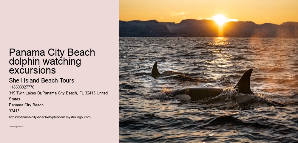 Panama City Beach dolphin watching excursions