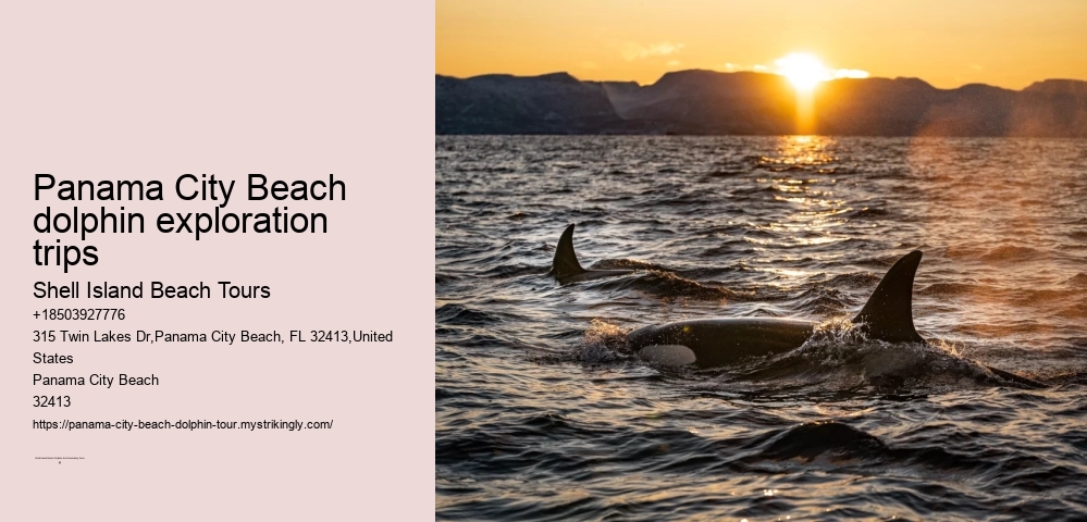 Panama City Beach Dolphin Discovery Adventures