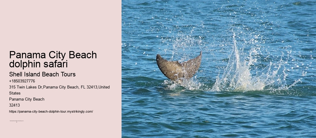 Panama City Beach Dolphin Tours & More Panama City Fl