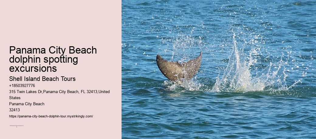 How Much Does It Cost To Swim With The Dolphins In The Florida Keys