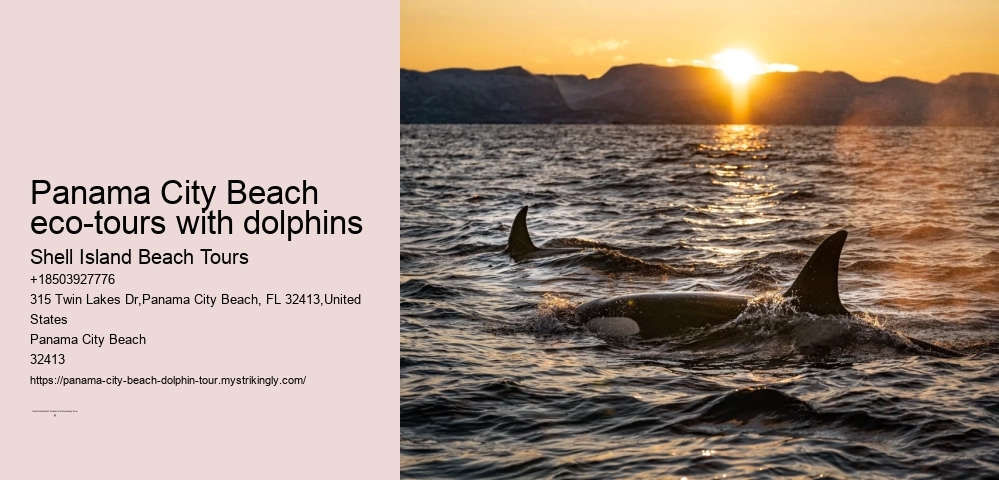 Panama City Beach eco-tours with dolphins