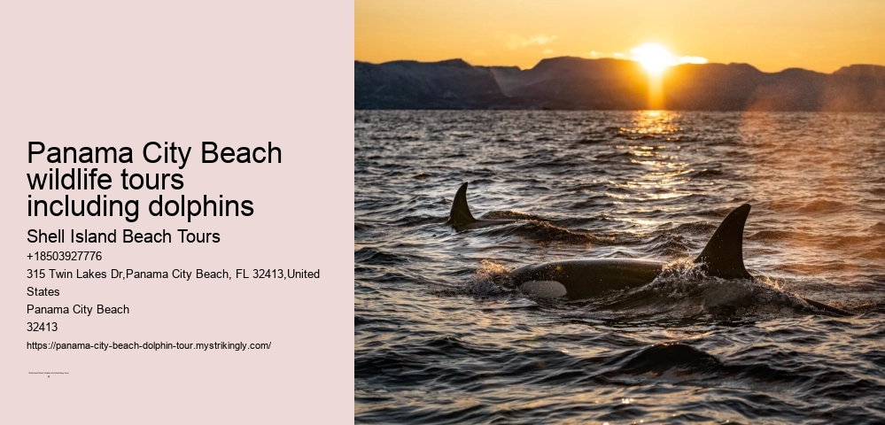 Panama City Beach wildlife tours including dolphins