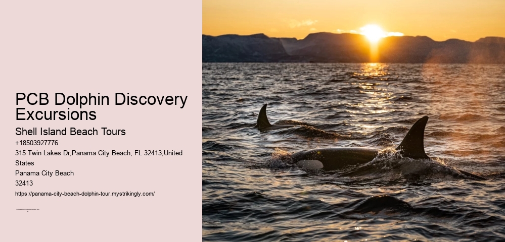 Shell Island Dolphin Tours Panama City Beach Fl