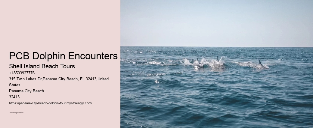 Dolphin Exploration Cruises in Panama City Beach