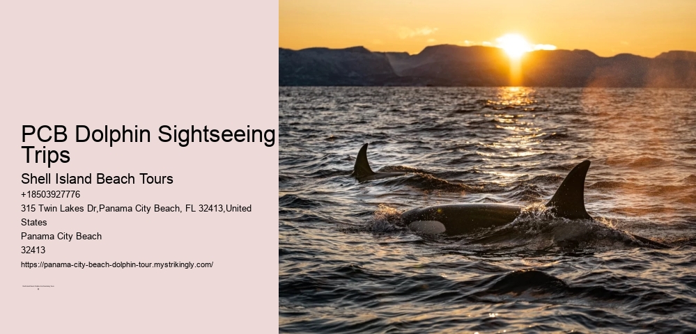 PCB Dolphin Sightseeing Trips