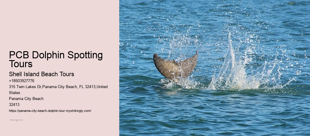 PCB Dolphin Spotting Tours