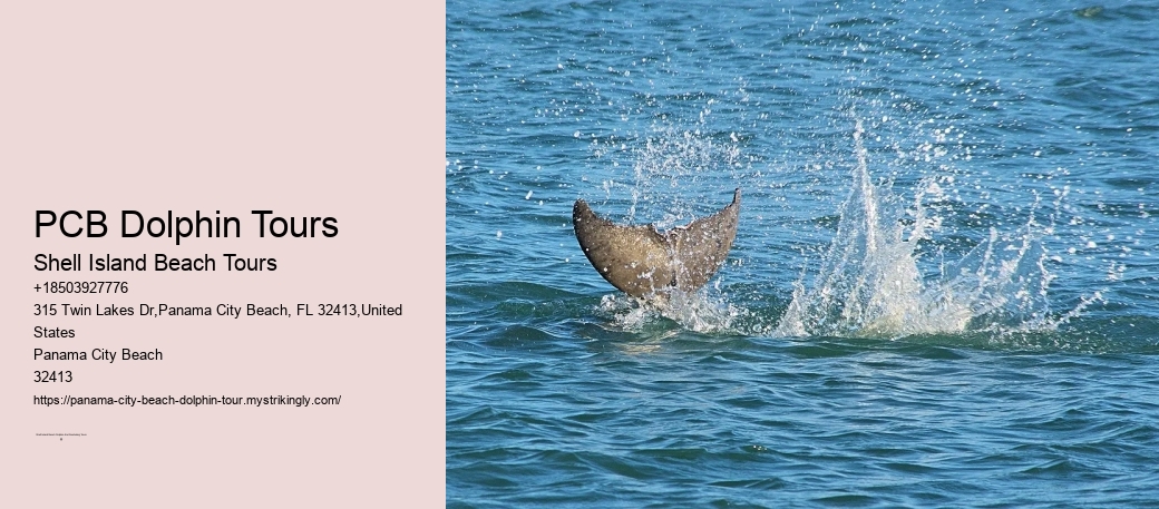 PCB Dolphin Tours