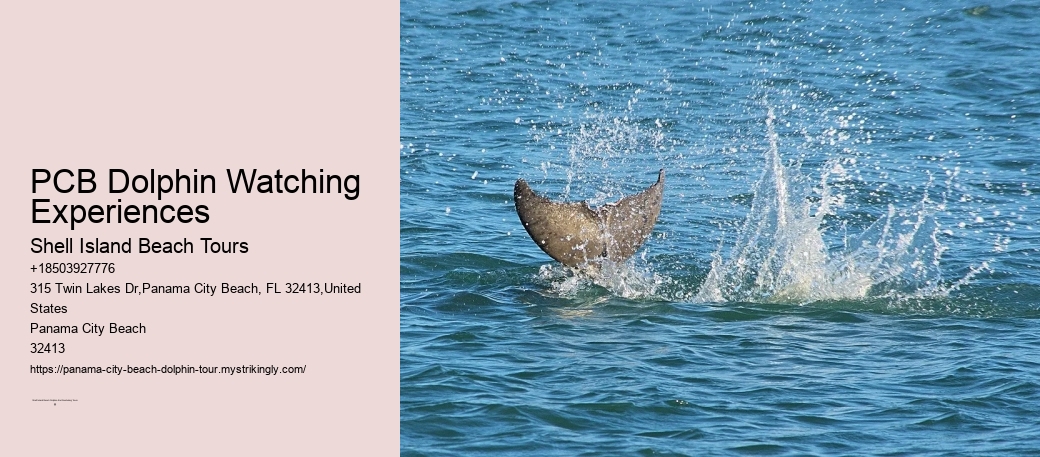 PCB Dolphin Watching Experiences