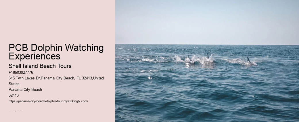 Panama City Beach Florida Dolphin Swim